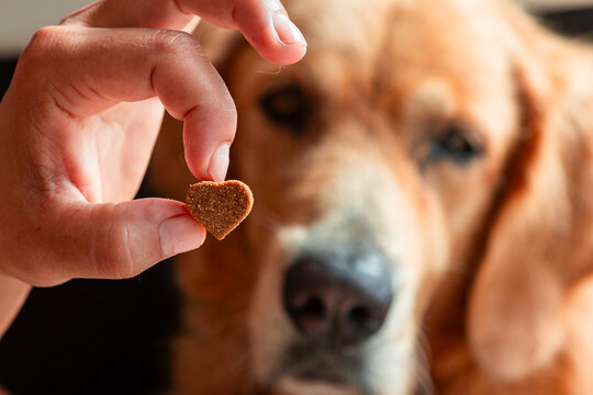 Hand offering heart shaped CBD dog treat to pet
