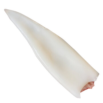 イカ 皮を剥いた新鮮な胴体1杯の切り抜き素材。白背景シーフード食材 (Squid isolated. Fresh raw peeled squid body tube, white background seafood ingredient)