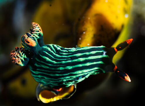 Nembrotha Kubaryana, Neon Slug, Dorid Nudibranch on Coral Reef in the Waters of Komodo National Park, Indonesia