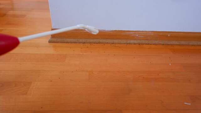 Applying liquid pest control to eliminate ants along wooden floor baseboard inside a home. Close up