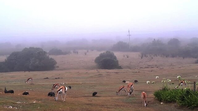 flock of springboks