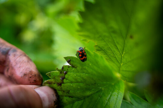 Farmer hand holding green strawberry leaf with cercopoidea froghopper bug, cercopis vulnerata insect on agricultural plant close up.