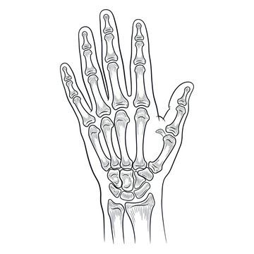 Human Hand Skeleton Anatomy Drawing Illustration