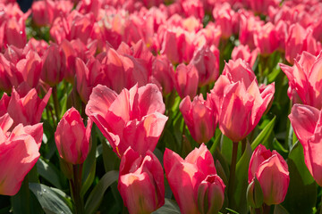 Fototapeta premium Vibrant Pink Tulip Field in Bloom on a Sunny Spring Day.