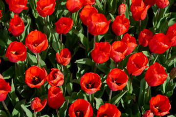 Obraz premium Vibrant Red Tulip Field in Bloom on a Sunny Spring Day.