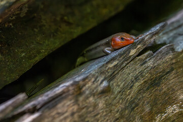 Obraz premium A colorful broad head skink with a bright orange head rests on a weathered log, its scales blending into the woodland surroundings as it watches from the shadows.