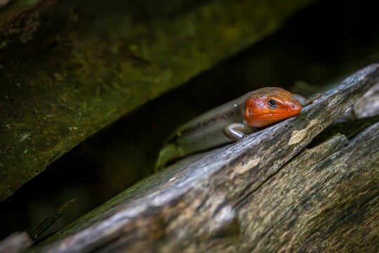 A colorful broad head skink with a bright orange head rests on a weathered log, its scales blending into the woodland surroundings as it watches from the shadows.
