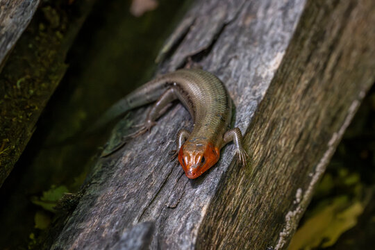 A colorful broad head skink with a bright orange head rests on a weathered log, its scales blending into the woodland surroundings as it watches from the shadows.