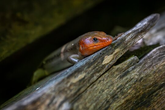 A colorful broad head skink with a bright orange head rests on a weathered log, its scales blending into the woodland surroundings as it watches from the shadows.
