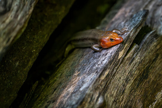 A colorful broad head skink with a bright orange head rests on a weathered log, its scales blending into the woodland surroundings as it watches from the shadows.