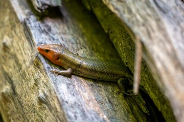 Fototapeta premium A colorful broad head skink with a bright orange head rests on a weathered log, its scales blending into the woodland surroundings as it watches from the shadows.