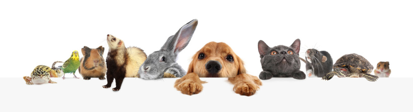 Parrot and other pets peeking out on white background, banner design