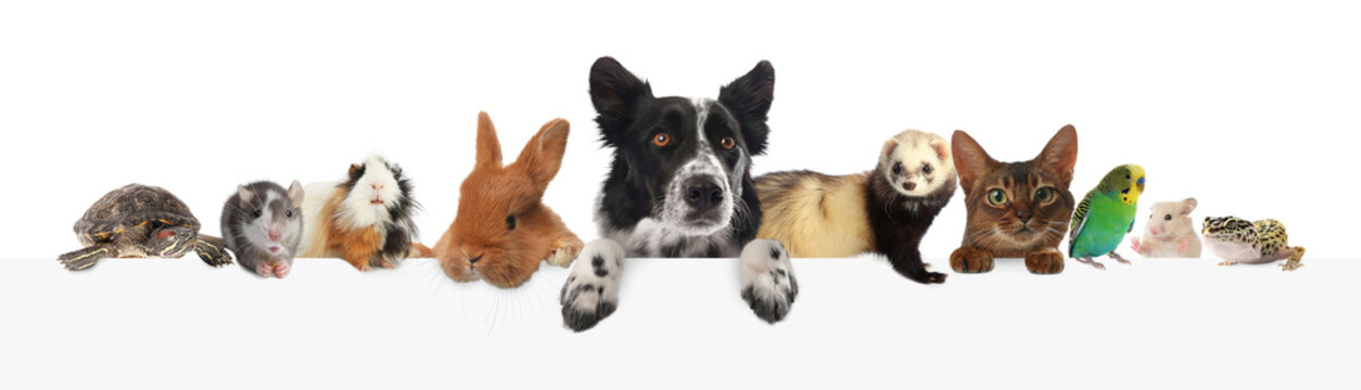 Cute pets peeking out on white background, banner design