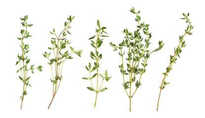Fresh thyme isolated on white, set. Aromatic spice © New Africa