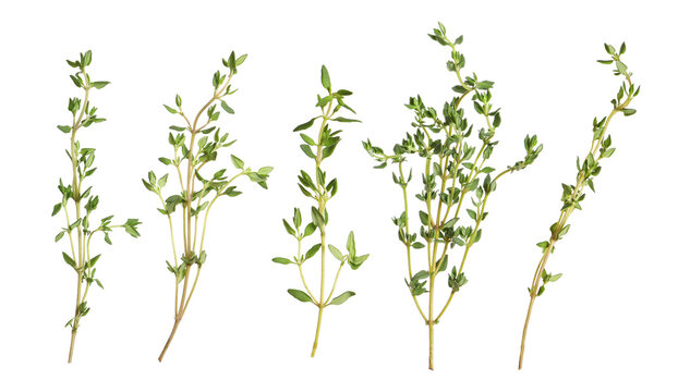 Fresh thyme isolated on white, set. Aromatic spice