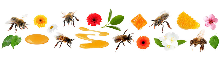 Naklejka premium Bees, honey, flowers and green leaves isolated on white, collage