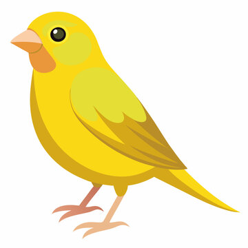 Canari domestique (Serinus Canaria Domestica) - 19&egrave;me si&egrave;cle