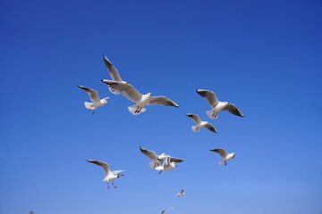 Fototapeta premium A Flock of Gulls Soaring in the Sunlight