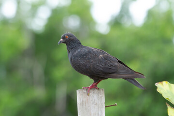 Fototapeta premium Pigeon bird black perch post wildlife outdoor nature, closeup of single dark pigeon standing on wooden stake with soft green bokeh background, calm scene