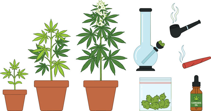 Cannabis Plant Growth Stages with Marijuana Smoking Accessories Bong Pipe Oil Bottle and Weed Packaging Vector Illustration Set