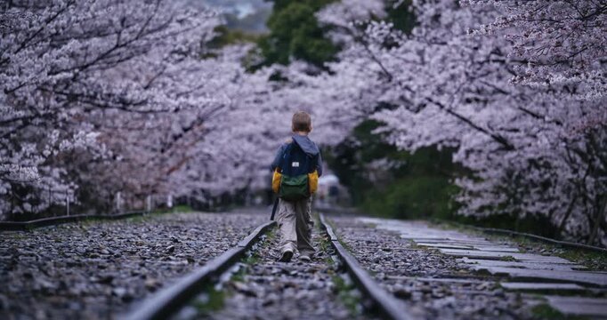 Lone kid with backpack walking down gravel path surrounded by cherry blossoms - wide, low shot