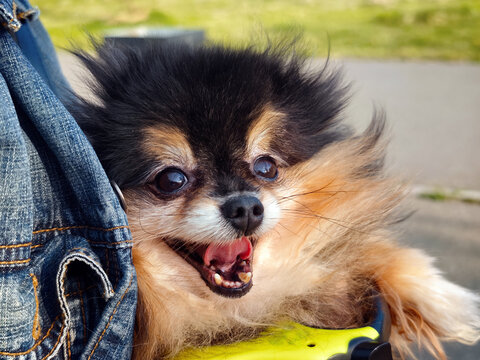 A lovely Pomeranian doggy outside.