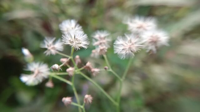 Dry seeds of Sky mustard weed (Cyanthillium cinereum), a wild plant used as a herbal medicine