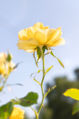 Obraz premium Yellow rose of Texas