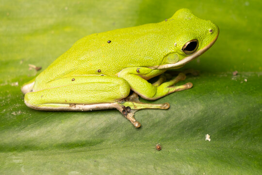 Green tree frog with friends