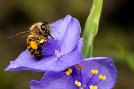 Pollie the pollinator