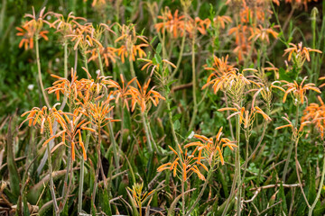 Fototapeta premium Planta de Aloe maculata en flor en primavera