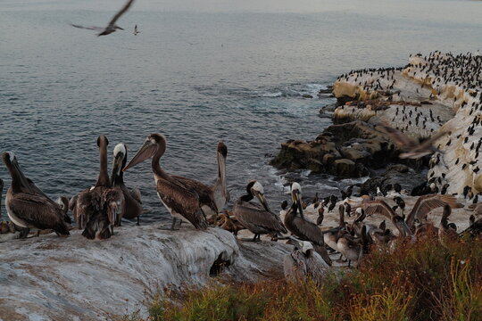 pelicans on the shore