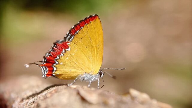 Yellow butterfly puddling on a wet rock. The Purple Sapphire butterfly, scientifically named "Heliophorus epicles," belongs to the Lycaenidae family and the Lyceninae subfamily.