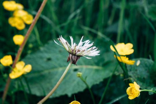 Delicate white flower with a brown center takes center stage