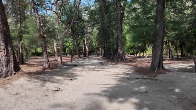 Pathway Through a Pine Forest: A sandy path winds through a sun-dappled forest of tall pine trees, creating a serene and inviting natural landscape.
