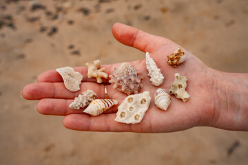 Epic summer beach vacation hand with seashells texture.  Cinematic close up of tourist holding exotic sea shells  and white coral reef fossils over blurry ocean water.  © Yar