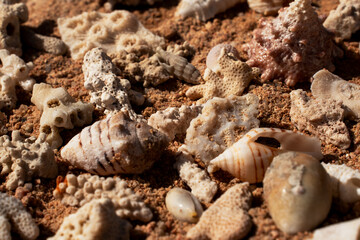 Epic ocean seashells and coral pieces on sand texture background.  Cinematic top-down macro view of exotic sea shells  and white marine fossils on sunny orange desert ground.  © Yar