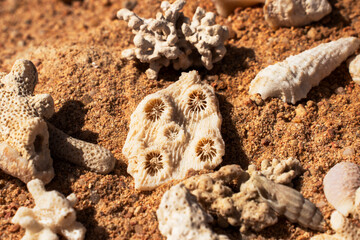 Epic ocean seashells and coral pieces on sand texture background.  Cinematic top-down macro view of exotic sea shells  and white marine fossils on sunny orange desert ground.  © Yar