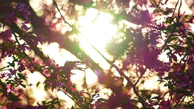 Pink spring blossoms on tree branches backlit by warm sunlight, soft bokeh background. scene with glowing light and shallow depth of field.