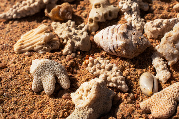 Epic ocean seashells and coral pieces on sand texture background.  Cinematic top-down macro view of exotic sea shells  and white marine fossils on sunny orange desert ground.  © Yar