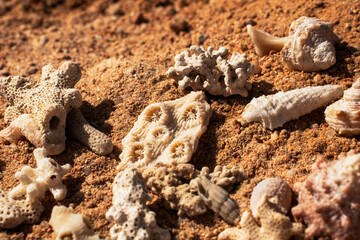 Epic ocean seashells and coral pieces on sand texture background.  Cinematic top-down macro view of exotic sea shells  and white marine fossils on sunny orange desert ground.  © Yar