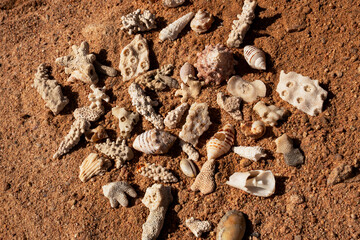Epic ocean seashells and coral pieces on sand texture background.  Cinematic top-down macro view of exotic sea shells  and white marine fossils on sunny orange desert ground.  © Yar