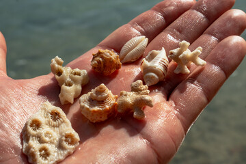Epic summer beach vacation hand with seashells texture.  Cinematic close up of tourist holding exotic sea shells  and white coral reef fossils over blurry ocean water.  © Yar