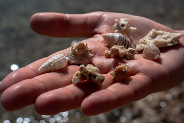 Epic summer beach vacation hand with seashells texture.  Cinematic close up of tourist holding exotic sea shells  and white coral reef fossils over blurry ocean water.  © Yar