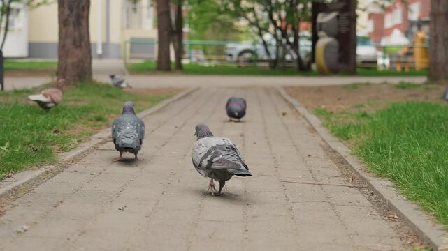 Pigeons strutting along urban park pathway, lowangle view of flock pecking on paved sidewalk near trees and residential facades. Playful group dynamics, speckled and gray birds feeding on scattered