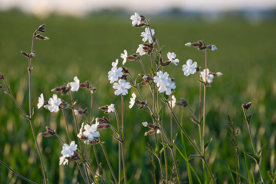 White Campion (Silene latifolia) Wildflower Close-Up, Botanical Macro Nature Concept