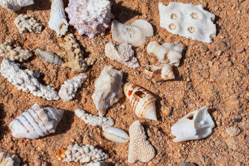Epic ocean seashells and coral pieces on sand texture background.  Cinematic top-down macro view of exotic sea shells  and white marine fossils on sunny orange desert ground.  © Yar