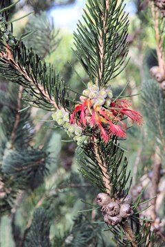 One-sided Bottlebrush (Calothamnus quadrifidus) showing flowers emerging from the florescence