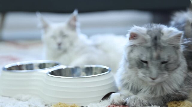 Cute Maine Coon cats, feeding bowls with dry pet food and toy at home, camera moving in