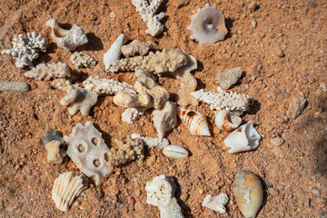 Epic ocean seashells and coral pieces on sand texture background.  Cinematic top-down macro view of exotic sea shells  and white marine fossils on sunny orange desert ground.  © Yar